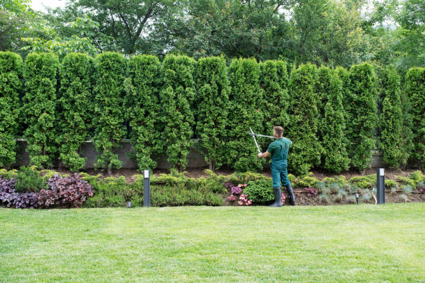 Best Tree Preservation Services  in Carthage, IL